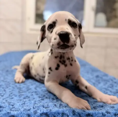 Dalmatien  Chiot N°8 Valma'S Signature photo 2