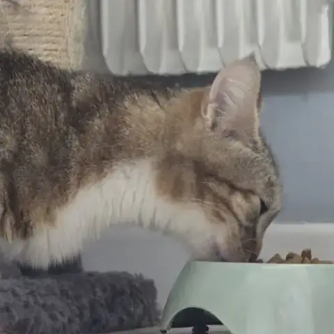 Chat Vicky