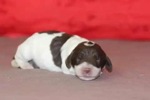 English Springer Spaniel photo 2