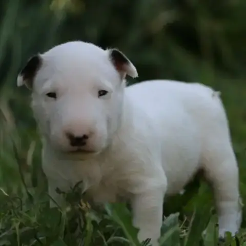 Chiots Bull Terrier Standard Lof