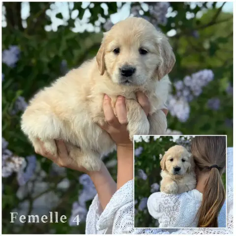 Golden Retriever  Femelle 4 Des Terres De L'Avesnois 0010a