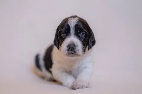 Setter Anglais  Chiot 4 De La Danseuse Des Bois Du Co 63ef3