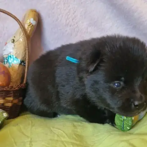 Schipperke À Reserver