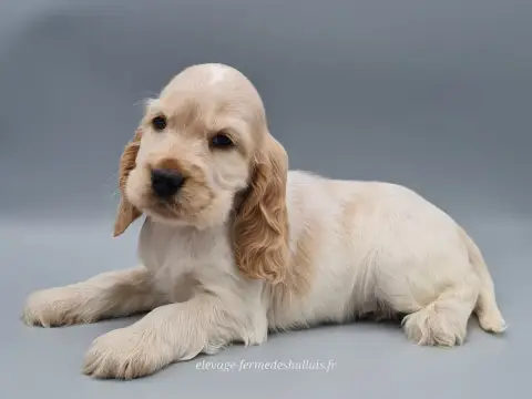 Cocker Spaniel Anglais  Brie Du Mont De La Chenaie photo 3