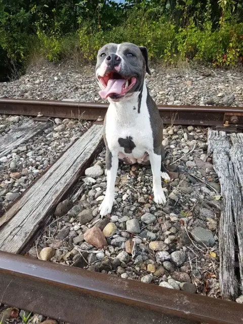 American Staffordshire Terrier  Bluey Psycho Extreme  5cb12 photo 3