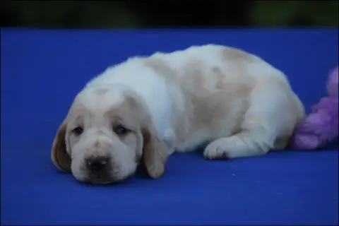 Basset Hound  Chiot 1 De La Flamme Sacrée D'Hestia