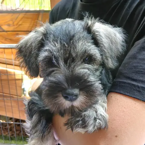 Schnauzer Miniature  Baba Cool De La Foret Enchantee  c459f
