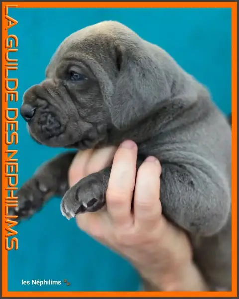 Dogue Allemand  Björn Côtes De Fer De La Guilde Des N 2e0d9 photo 3