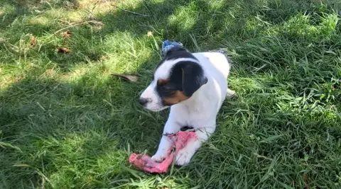 Jack Russell Terrier  Chiot 5 De L'Etang De Rochefort cc14f