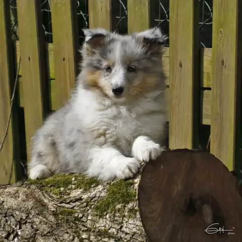 Shetland Sheepdog  Adiva Blue Du Cèdre Enchanté