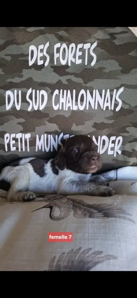 Petit Epagneul De Münster  Chiot N°10 Des Forêts Du S 6d1f2