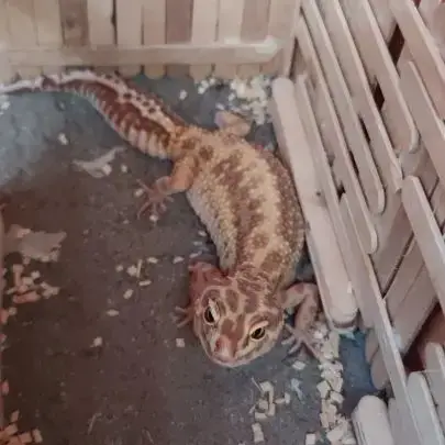 1 Gecko Mâle + 1 Femelle + Terrarium