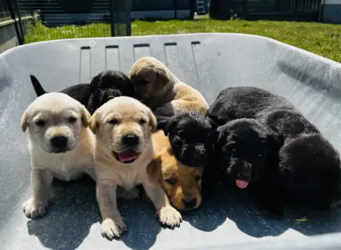 Labrador Retriever  Femelle Red Fox De La Vallee Du D 5b2c3