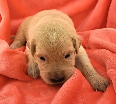 Golden Retriever  Baloo (Ruban Bleu) Of Mayajoe'S Dre ff4f5
