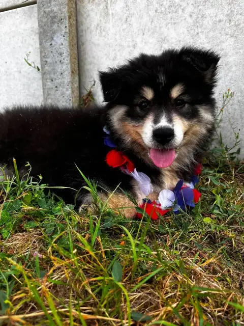Chien Finnois De Laponie  Brad Du Domaine Des Trolls 690ed photo 2