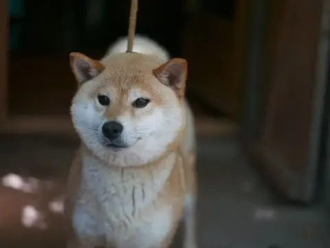 Shiba  Beans Des Roses De Charlemagne photo 3