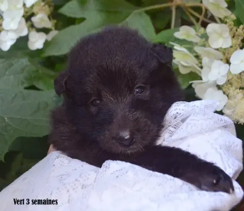 Berger Belge  Chiot 3 Du Clos Des Agapornis photo 2
