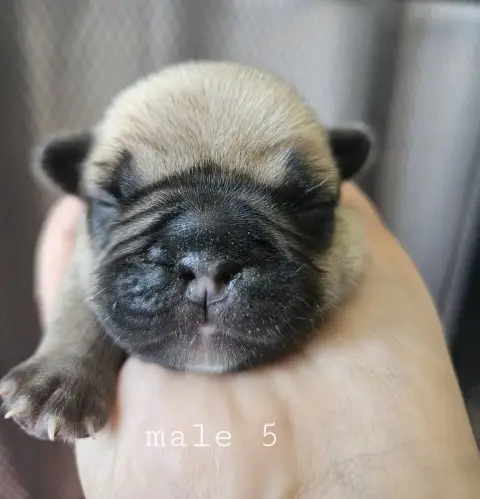 Bouledogue Français  Chiot 5