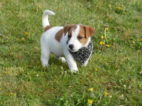 Jack Russell Terrier  Prénom Libre Des Terres Des For b4844 photo 2