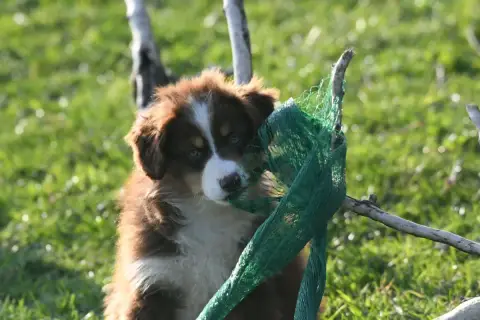Berger Australien  Baloo In Parigi
