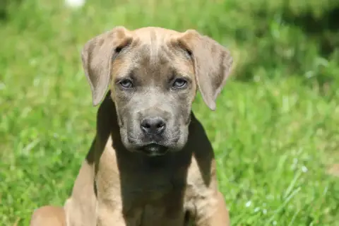 Cane Corso  Chiot N°5