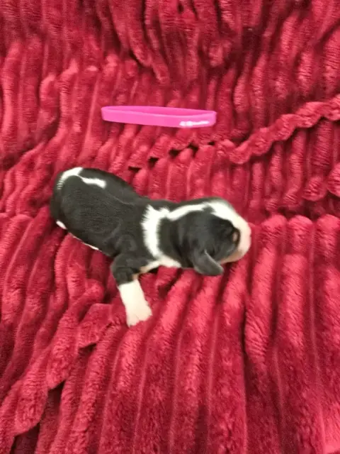 Cavalier King Charles Spaniel  Bouba Du Royaume De Pl f557c