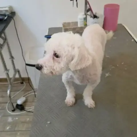 Venus Bichon Abandonnée À L'Adoption