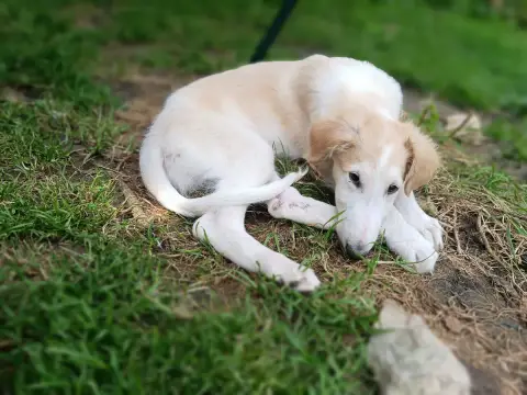 Barzoi  Bambi photo 3