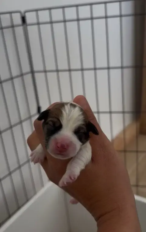 Jack Russell Terrier  Chiot 1 Du Bois De Compiègne