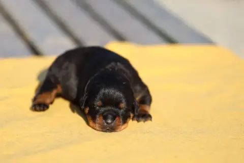 Rottweiler  Collier Gris Von Schwarzer Beschützer