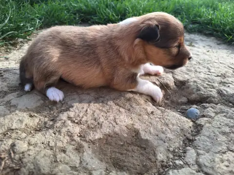 Shetland Sheepdog  Chiot 6 De La Chambrette Agenaise b9854