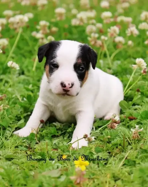 Parson Russell Terrier  Boeing Du Bois De Morchène