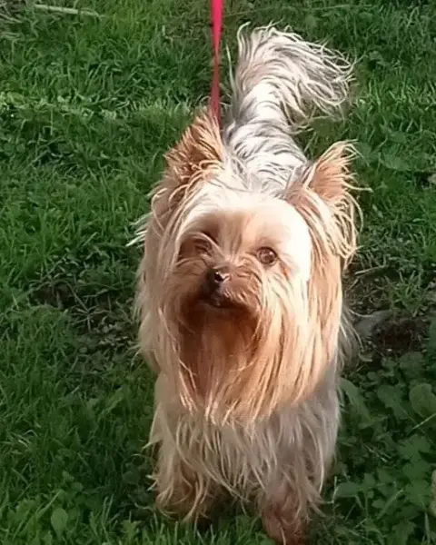 Yorkshire Terrier  Billy De La Cour De La Fauconniere a9db5 photo 3