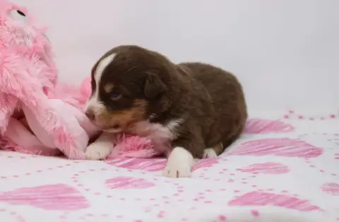 Berger Australien  Chiot N°5 De Windy'Stia photo 3