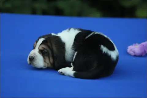 Basset Hound  Chiot 3 De La Flamme Sacrée D'Hestia photo 2