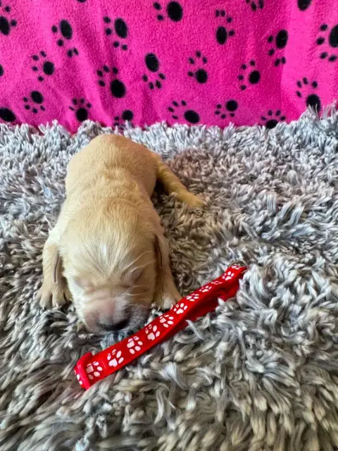 Golden Retriever  Collier Rouge Des Gardiennes De La  ef970 photo 2