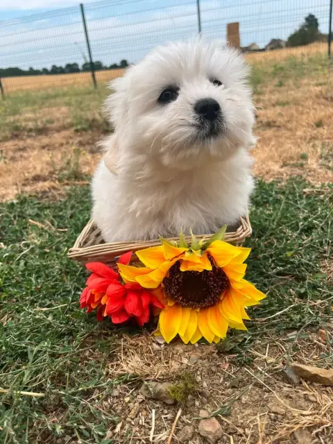 Coton De Tulear 
                        Benita De Je c074a photo 3