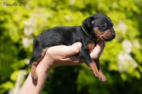 Pinscher Nain photo 2
