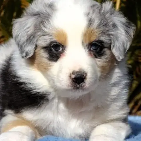 Superbes Chiots Berger Australien Lof