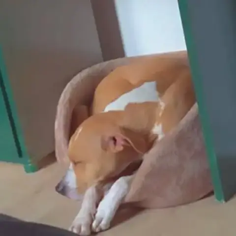 Chien Omega À L Adoption