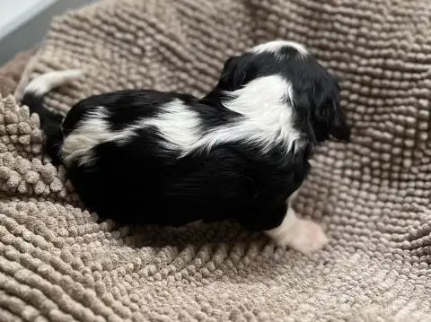 Cavalier King Charles Spaniel  Chiot 4 Du Chemin En T 7b238 photo 2