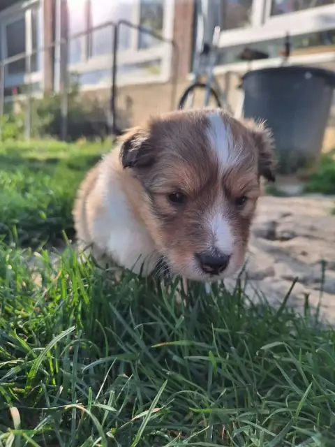 Shetland Sheepdog  Betty (Collier Orange) De La Chamb 0568e