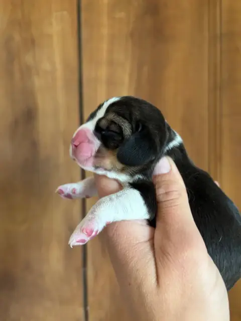 Beagle  Chiot 5 Des Gardiens D'Alma photo 2