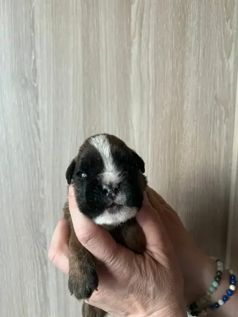 Boxer  Basil De L'Aire D'Alsace photo 2