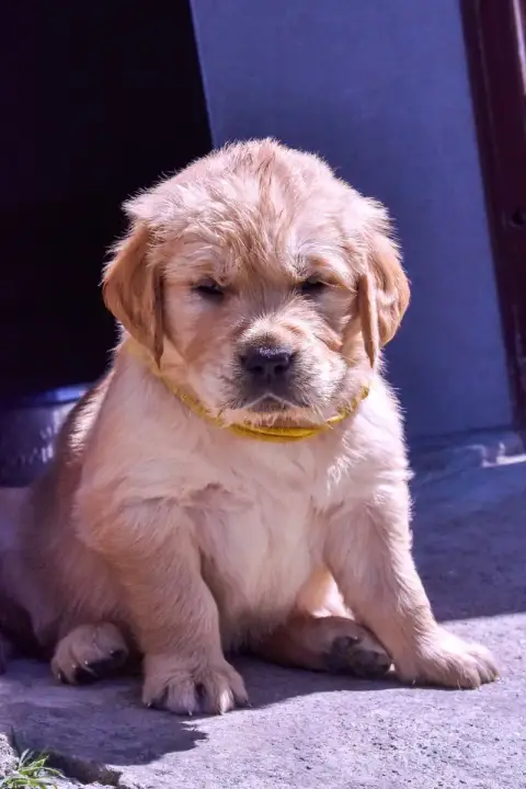 Golden Retriever  Topaze Du Trievoz-
