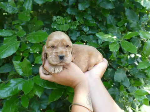 Cocker Spaniel Anglais photo 2