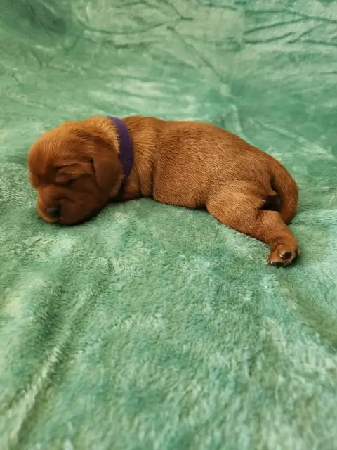 Cavalier King Charles Spaniel  Chiot 7 Du Royaume De  a7b49