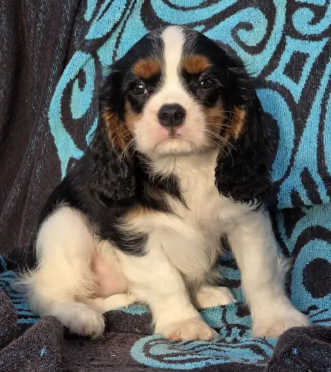 Cavalier King Charles Spaniel  Betty De La Colline Au c70d4