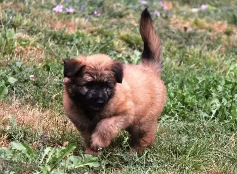 Adopter Berger Des Pyrenees À Poil Long 
                     3cf49