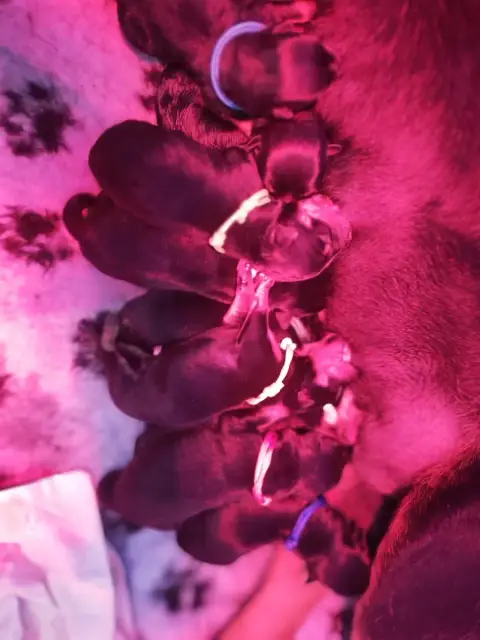 Rottweiler  Chiot 8 Der Wachter Von Vesta